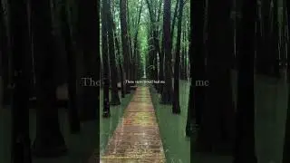 📍China&rsquo;s Water Forest Park is a dreamlike escape where trees rise from shimmering water #travel