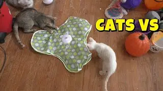 Cats vs P43 Smart Cat Toy! 😻