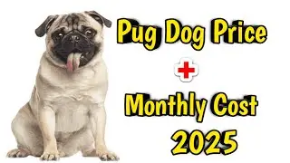 Pug Dog Price In India 2025 || Price of pug dog and Monthly Expenses