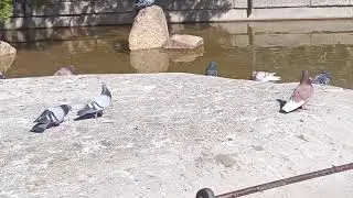 AVES IN RETIRO PARK | Pigeon 🕊️,Ducks 🦆Sparrow🐦 and Peacock 🦚