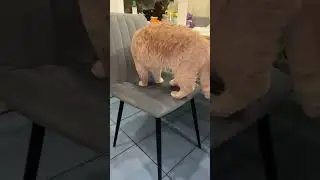 Jump #cat #music #video #cute #shorts #life