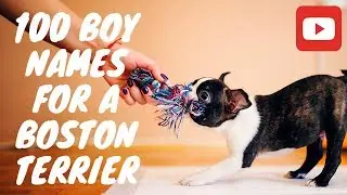 100 Male Boston Terrier Name Ideas