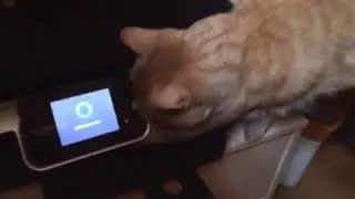 Лео на охоте