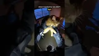 She Survived the Flood by Inches&hellip; Then I Heard the Scratching #animalrescue #emotionalrescue #rescue