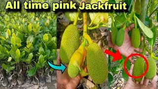 2024 new all time pink jackfruit plant // successful amazing furuting rejalt call ☎️7076744603