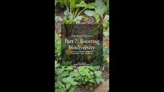 How to Plan your Plot: Lesson 7 - Boosting Biodiversity