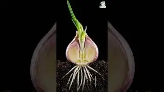 Garlic Growth Time-Lapse in Soil (Day 1&ndash;7)  Root & Sprout Development Cross-Section #plantgrowth