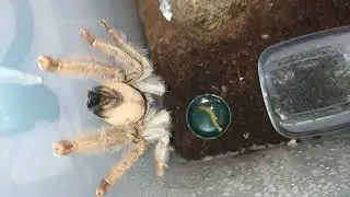 Slings Psalmopoeus Pulcher