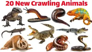 20 रेंगने वाले जीवों के नाम | Learn Drawing Tools in English | Educational Video
