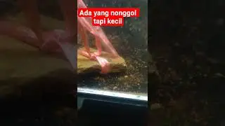 guppy blue dragon