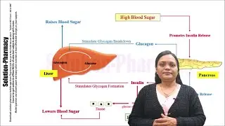 (16) Hormonal Regulation of Blood Glucose Level | Role of Insulin, Glucagon, & Other Hormones