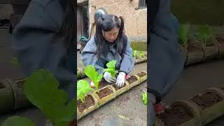 Unique Vertical Garden: Growing Vegetables in Bamboo#gardening #verticalgarden #bamboo