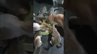 ek billi hamari total7 billi h hamare agar kisiko chahiye to comment krna 