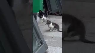 Cat Moms Protecting Their Kittens!  #cat #funny #cute