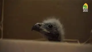 Ottó, a mentett rétisas fióka