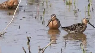 Short-billed Dowitcher Singing and Feeding