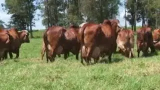 Cow high milk producing breed