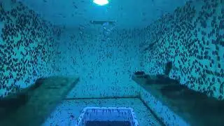 Black Soldier Fly Love Cage by Insect Engineers