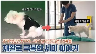 후지마비 된 강아지 디스크, 재활치료의 기적✨