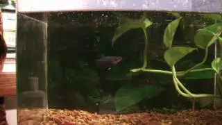 female betta eating mosquito larvae