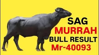 सर्वश्रेष्ठ मुर्रा बुल ll Top Murrah bull for Breeding || SAG Murrah bull 40093 result || SAG bull