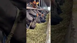 Complete Nutritional Cattle Feed By SAVANT Dairy Farm. #feeding #cow #nutrition #diet #feedquality