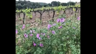 Weinreben im Winter in Südfrankreich