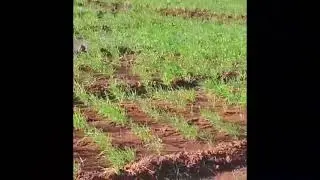 Nature in Farm | Beautiful nature 🌄🏞️ | Nature video 