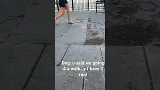 Dog prepared for walk - forced 2 Run!! #itsallgood