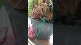 repotting cymbidium..midle spring