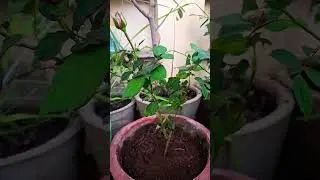 #rosegardening #rose #gardening #gardeningdiaryrosetips #garden #rosenursery #plantvarieties