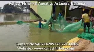India First Time Early Fish Breeding process Full Video.Fish Seed Productions at Kailash Fisheries .
