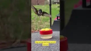 Humming bird facts that will shock you! woah!