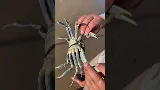 What's this crab? #bleucrab #sandcrab #ghost crab #mudcrabs #galveston #fishing