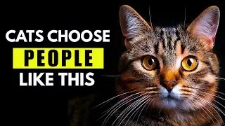 What Kind of People Do Cats Love the Most? 😺 (The Truth Every Cat Parent Should Know!)