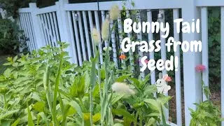 Bunny Tail Grass from Seed!! 🐇💕 Create a Soft Sensory Garden!