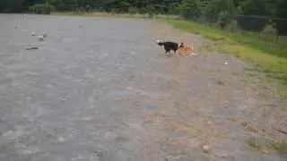 Husky vs Border Collie vs Corgi
