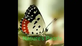 Butterflies Of India # Red Pierrot butterfly/ Talicada nyseus # Nature's Beauty Queens.
