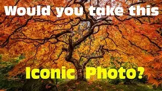 Awesome or overshot?  You decide.  The famous Japanese Maple tree of Portland.