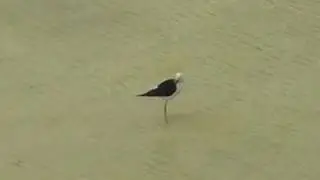 Pied Stilt