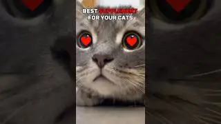 Give Your Cat the GIFT of HEALTH Today! 🐱💥 #shorts #omega3