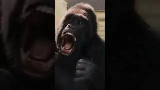 #dolittle #dolittlemovie #gorilla #funny #fyp