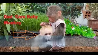 dad take care of baby monkey