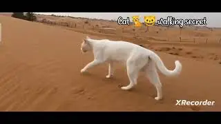 cat 🐈😺 walking secret short