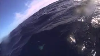 Orca interactions 20160321