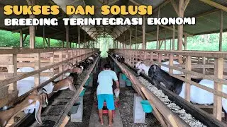 Sukses Ternak Kambing dan sukses Pakan gratis tanpa bank pakan, tanpa ngarit, tanpa beli