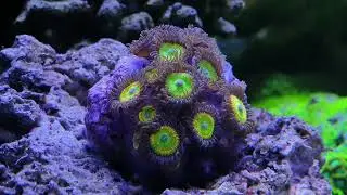 All my corals January 05, 2026