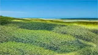 Coastal Vegetation