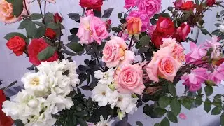Best Variety Rose Flower Plant Part 4 🌹सुगन्धित गुलाब की अच्छी किस्मे होम गार्डनिंग के लिए 👍🏻
