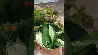 #marva #food# chutney #digestionbooster#viralvideo